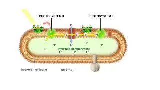 Noncyclic pathway of electron flow Animation