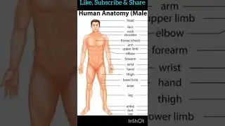 Body Parts, Human Anatomy, Human Body Parts, मानव के शरीर के अंग, शरीर के अंग, Body Part