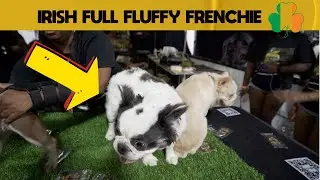 The Most Expensive And Rarest Fluffy French Bulldog