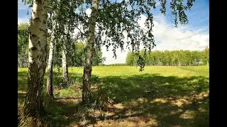 Кызылжарское лесничество. 2017 г. (Петров В., Петров П.)