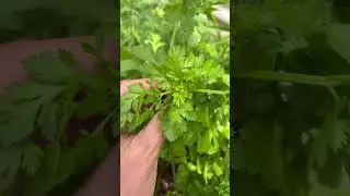 Cut and Come Again Cilantro #shorts