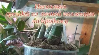 Орхидеи из личной коллекции на продажу. Пишите в ВК.