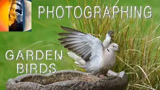 How To Photograph Garden Birds Photography UK