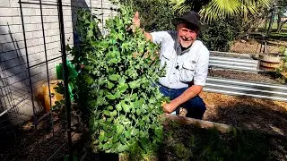 Peas and Carrots a January Garden Update