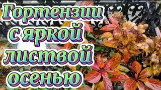 Самые яркие осенью и как цвели до заморозков.