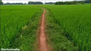 সবুজ ধানের ক্ষেত | Cultivation | Paddy field @shortcutmaths