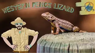 Learning About Lizards | Educational Videos for Kids