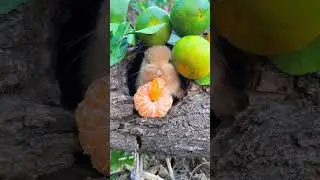 There is a little rabbit in the tree hole eating oranges. Cute pet debut plan. Rabbit. Pastoral