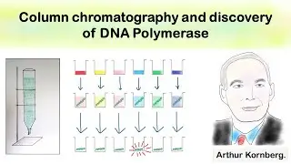 Column chromatography and discovery of DNA polymerase