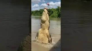 Original Jumping Crocodiles