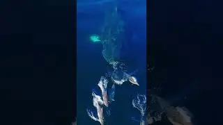 Dolphins surfing the nose of a whale, and then the whale sneezes a rainbow! 