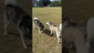 MALE vs FEMALE HUSKY DOG!!! (DOG FIGHT)