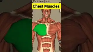 Chest Muscles #3d #anatomy #shortvideo #shorts #pectoralmuscle