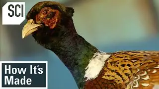 How Its Made: Pheasant Breeding