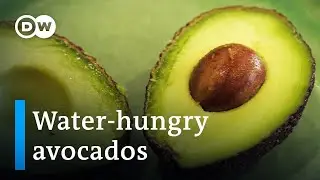 Portugals avocados: Green gold or ecological nightmare? | DW Documentary