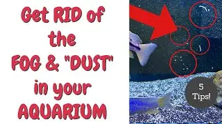 5 Tips to Get the DUST Out of Your Aquarium Water [from Food to Filtration Set-up and Much More!]