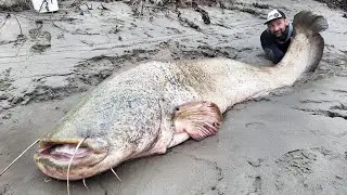 Top 5 unbelievable biggest Catfish over 250 pound by Yuri Grisendi