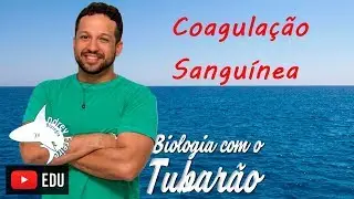 Coagulação sanguínea - Sangue - Biologia com o Tubarão