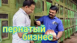 Индийская ферма. Выгодно ли Разводить Птиц для Продажи! 