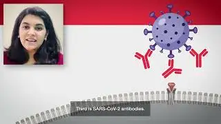 Expand your knowledge with Q&A: Questions & Antibodies - Innovation Insights series