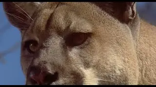 Homeward Bound The Incredible Journey (1993) Mountain Lion Scene