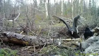 Maine raven pesters turkey vulture into submission