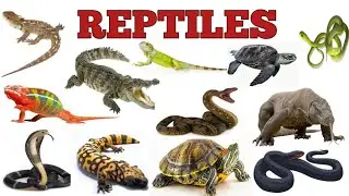 REPTILES !! Reptiles video for kids | The Kituu World |