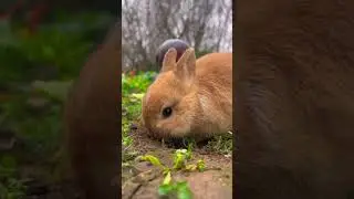 Use your hands and mouth to dig a hole Cute Pet Debut Plan Rabbit Cute Pet