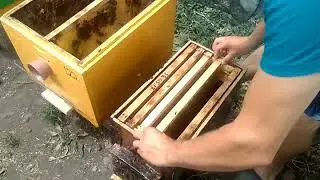 ПЕРВАЯ УСТАНОВКА ЛОВУШЕК СРАБОТАЛА-бродячий рой в ловушке.