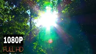 🌿 Sun in Branches and Sounds of Nature with Birds Singing in the Forest | Listen and Relax