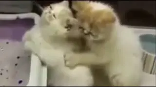 Массаж для моего Коти