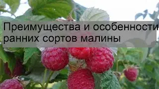 Преимущества и особенности ранних сортов малины