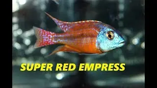 Super Red Empress African Cichlid