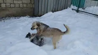 The dogs fought over food. A dog fight.