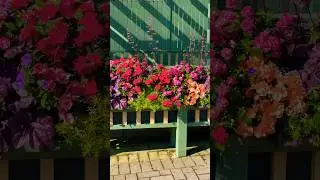 The most vibrant flower box ever! Gardens of Mackinac Island. #flowers #mackinacisland #taylorswift