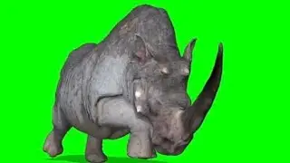 Green Screen Rhinoceros  and calf   video  free  4k