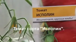 Томат сорта Исполин. Обзор выращивания в открытом грунте и в теплице.