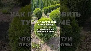 Как подготовить туи к зиме: пошаговая инструкция И дата сегодняшняя и хештеги 