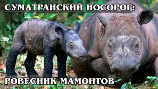 Sumatran rhinoceros: Ancient and shaggy species of rhinoceros. Interesting facts about rhinoceroses