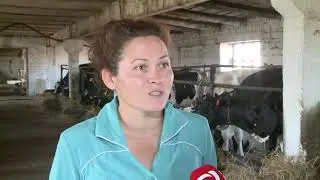 Вакцинация КРС 09.07.2021