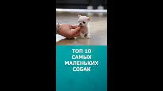 Топ 10 самых маленьких собак #шортс #собаки #интересное #топ10 #shorts #комарик