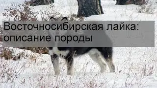 Восточносибирская лайка: описание породы