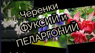 Черенки Фуксий и Пеларгоний. Мой заказ из питомника Александра Жукова.