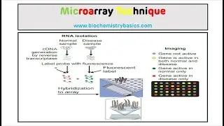 Microarray Technique || DNA Microarray