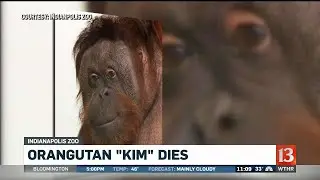 Orangutan at Indianapolis Zoo dies