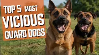 These dogs will PROTECT you! 🐶 Uncover the Ultimate Guard Dog Breeds! 😱