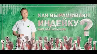 Как выращивают ИНДЕЙКУ для магазинов // расскажу @ЗАПАРУМИНУТ