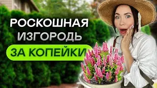 САМЫЕ ДЕШЕВЫЕ кустарники для живой изгороди! ЛЕГКО и ПРОСТО