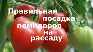 Правильная посадка помидоров на рассаду! Семена, почва, сроки!