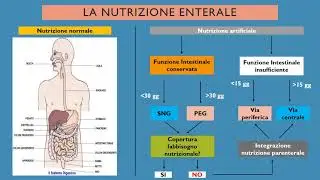 Nutrizione artificiale enterale